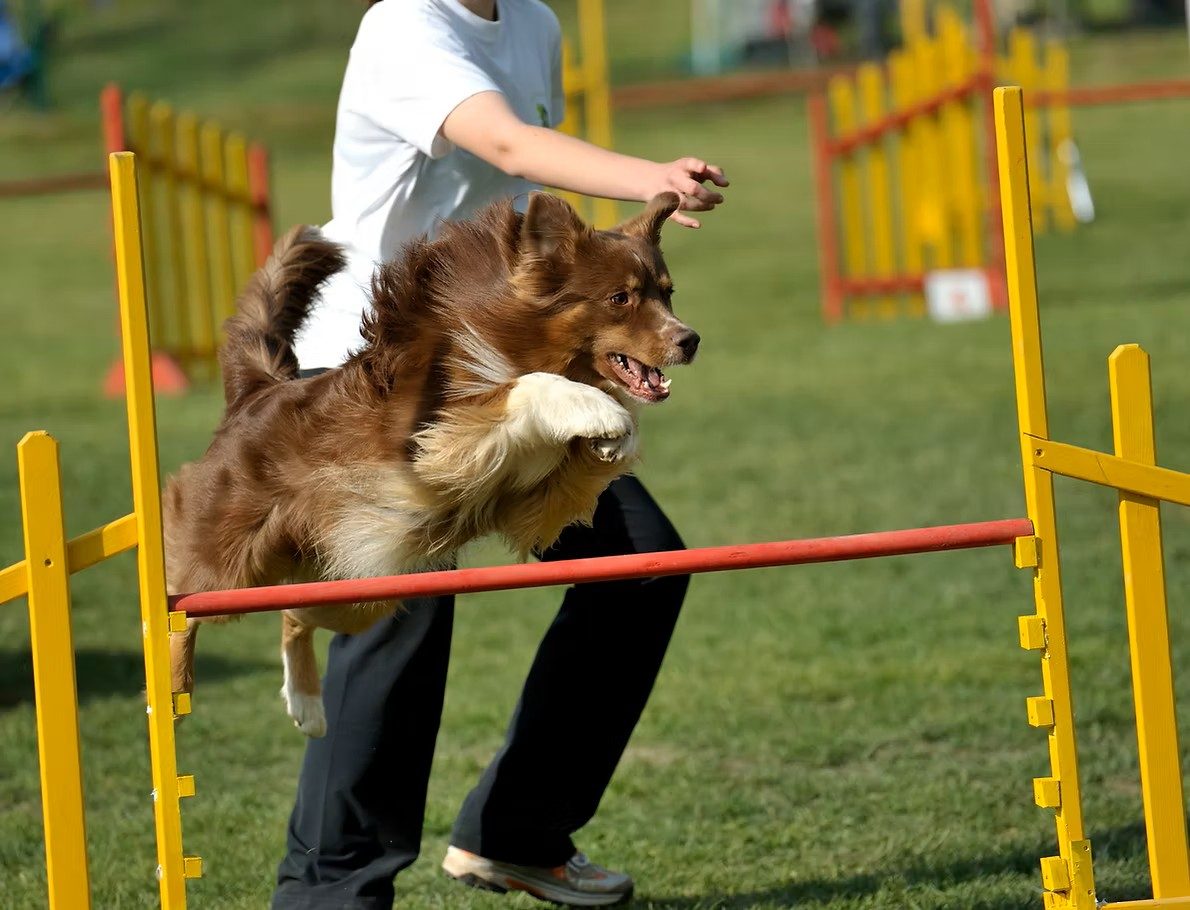 Dog training at Boxers Bed & Biscuits