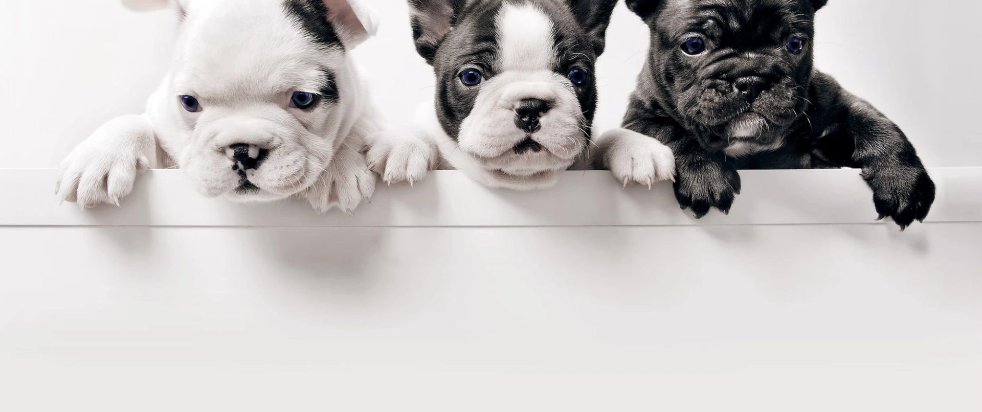 Dogs at Boxers Bed & Biscuits