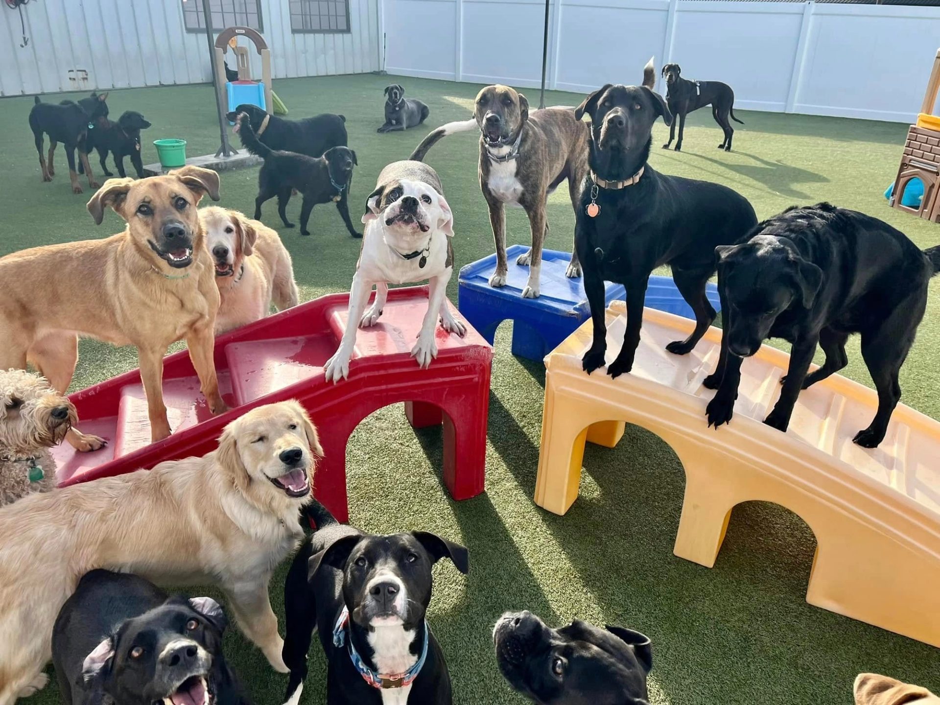 Boxers Bed & Biscuits gallery photo