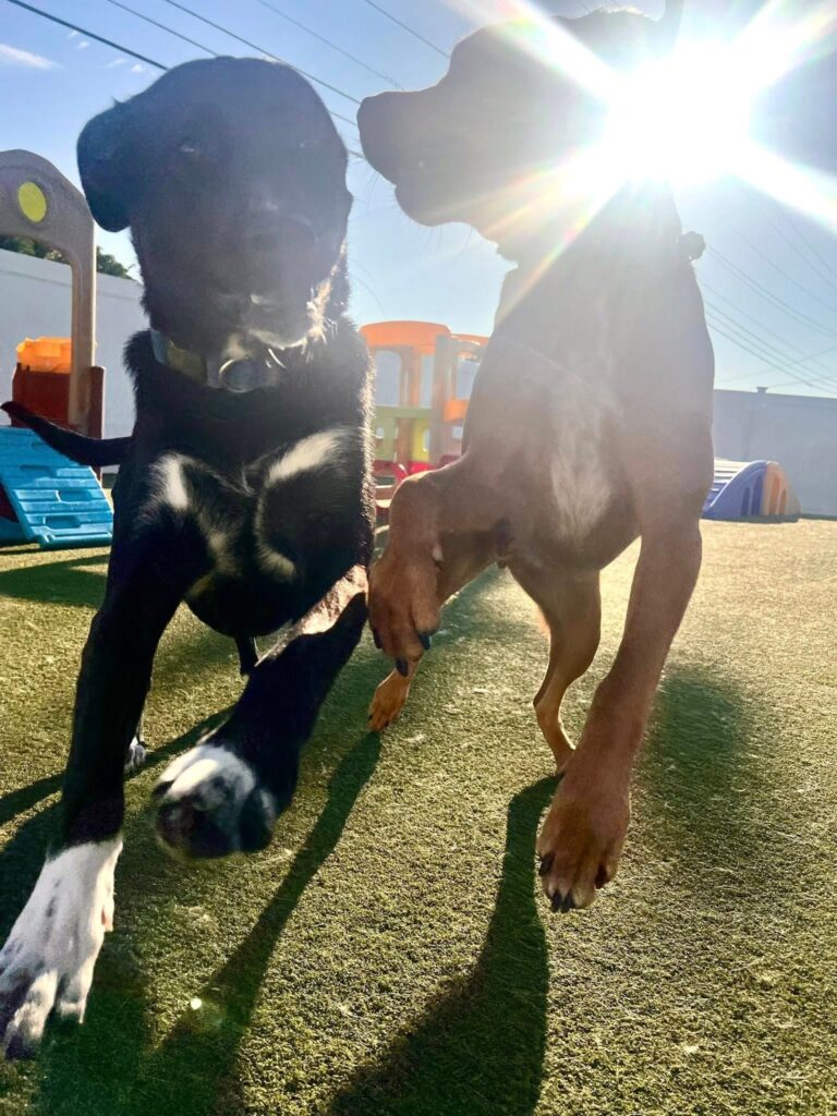 Boxers Bed & Biscuits gallery photo