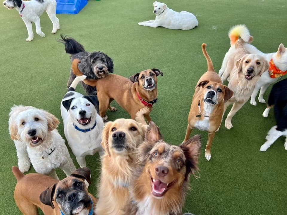 Boxers Bed & Biscuits gallery photo