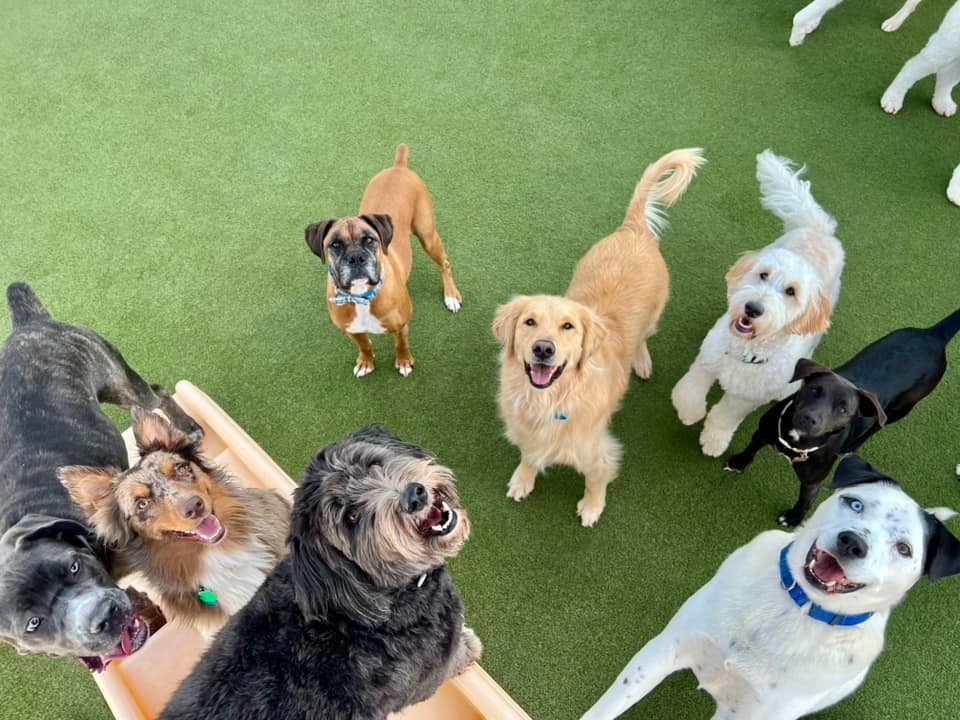 Boxers Bed & Biscuits gallery photo