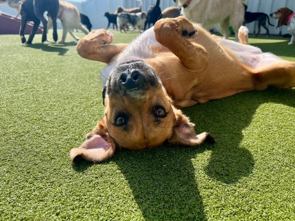 Boxers Bed & Biscuits gallery photo