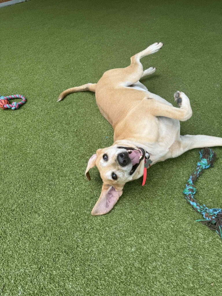 Boxers Bed & Biscuits gallery photo