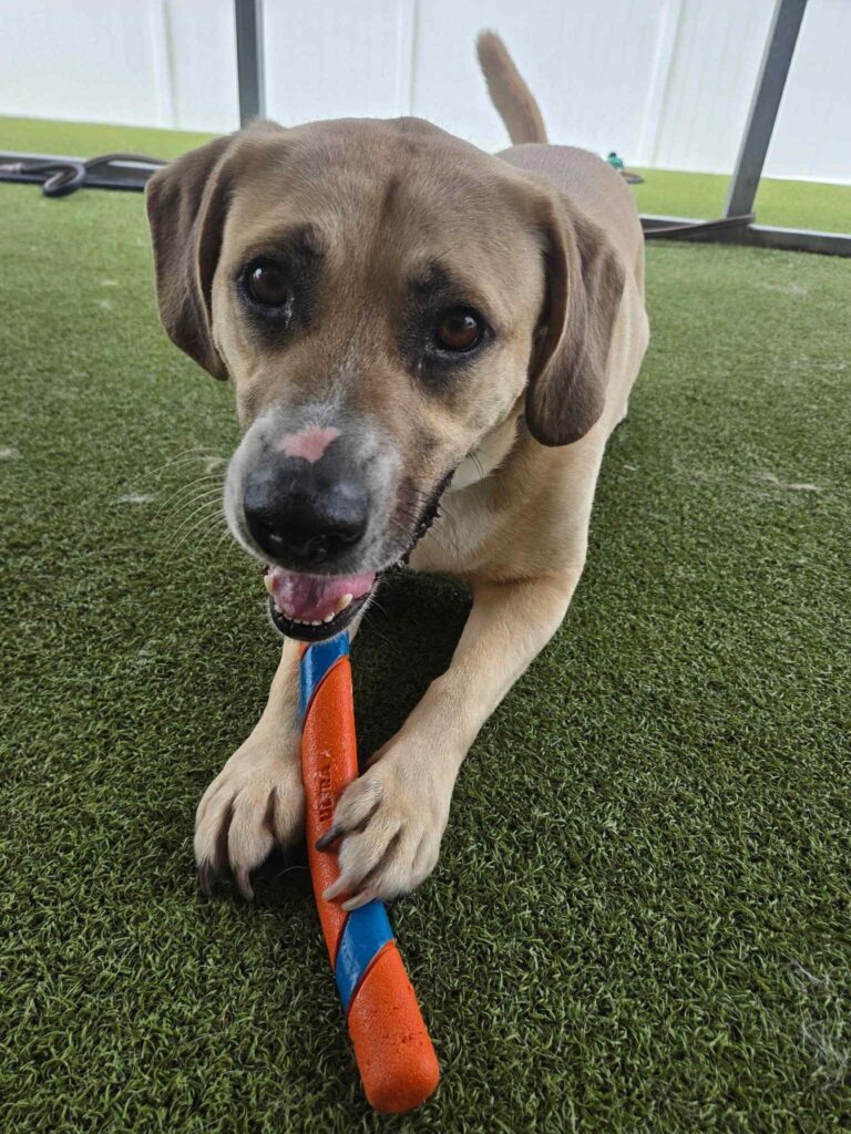 Boxers Bed & Biscuits gallery photo